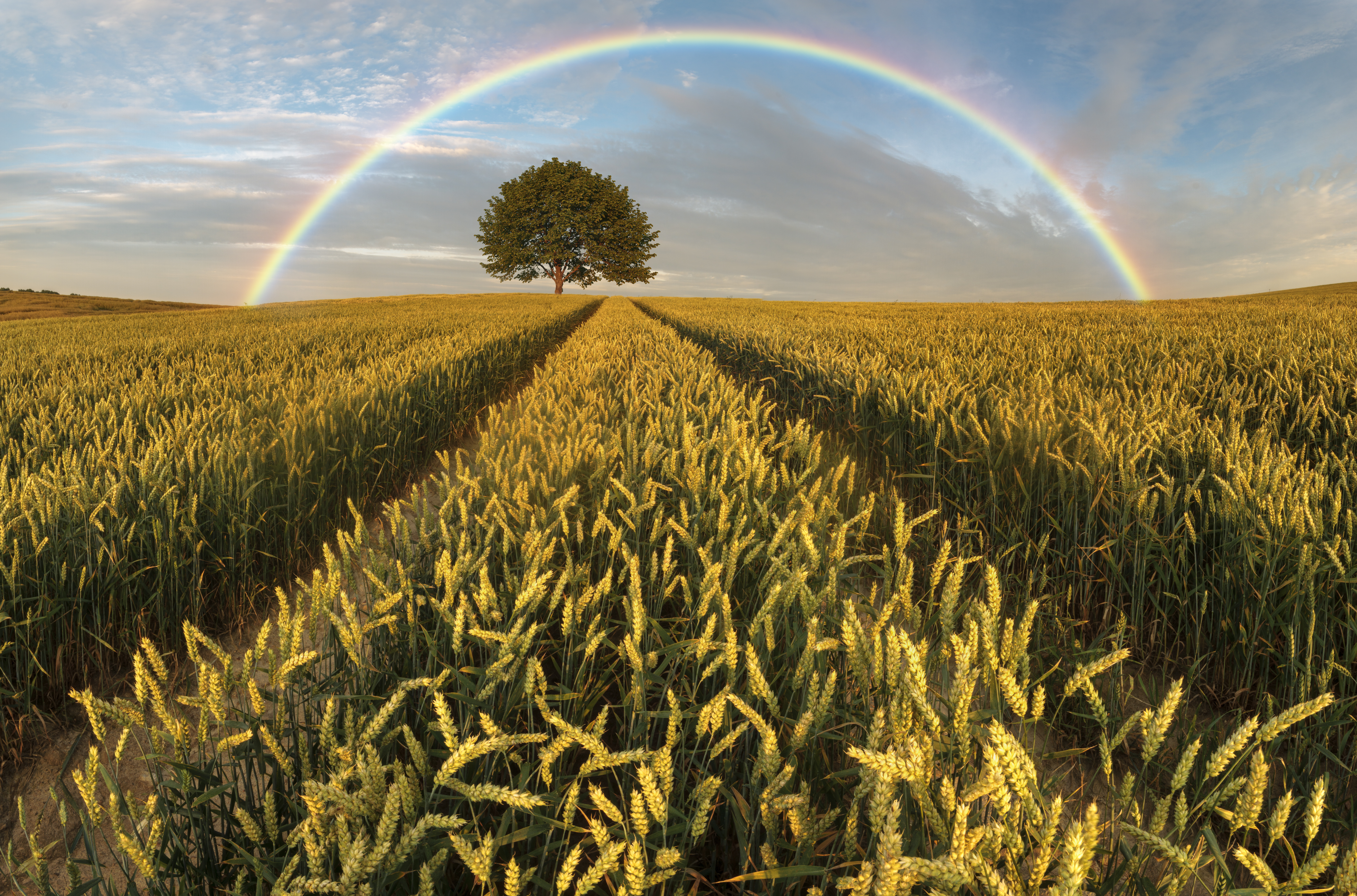 Panoramic wheat field with beautiful rainbow