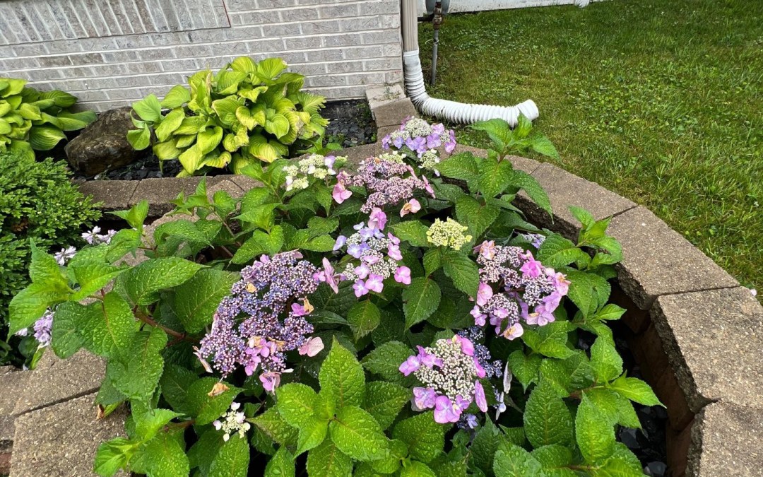 DEAFBLIND Woman On The Go With Seeing Eye Dog